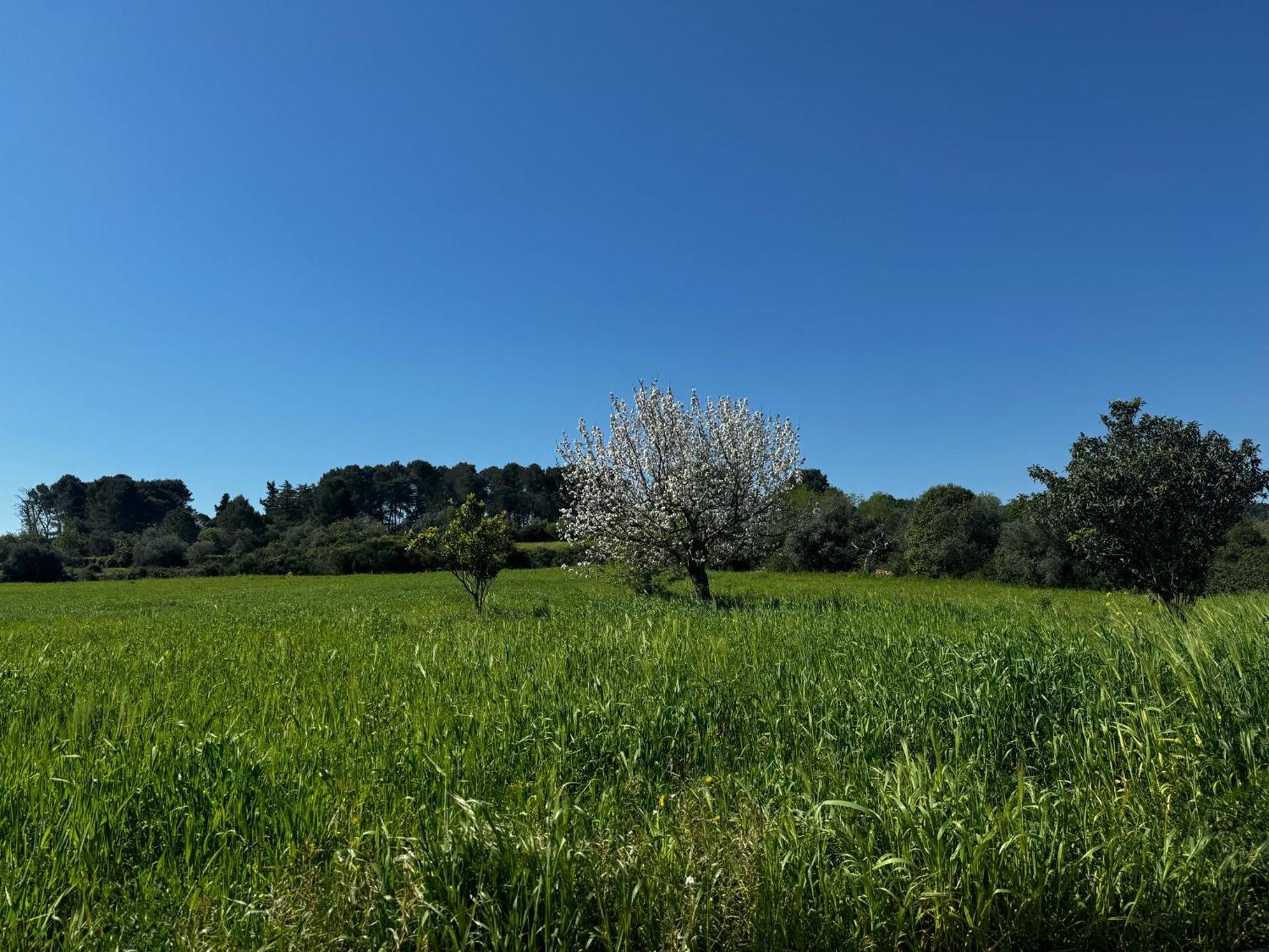 Trulli Del Sole Villa มาร์ตินาฟรังกา ภายนอก รูปภาพ