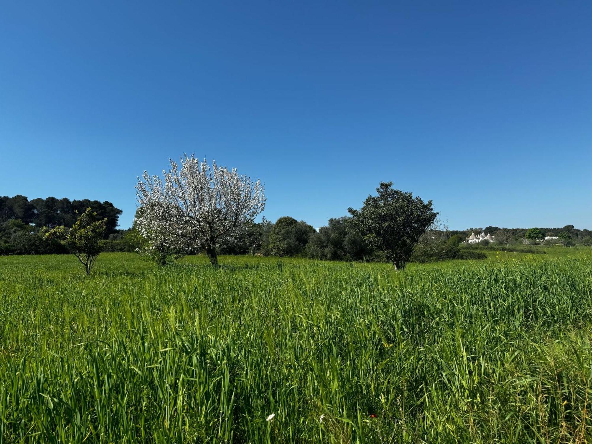 Trulli Del Sole Villa มาร์ตินาฟรังกา ภายนอก รูปภาพ